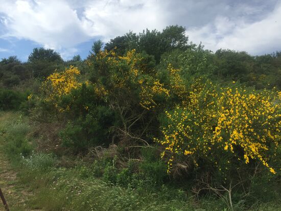 Der Ginster blüht...