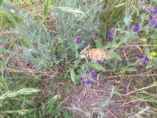 Hier gibt es sogar noch Schmetterlinge