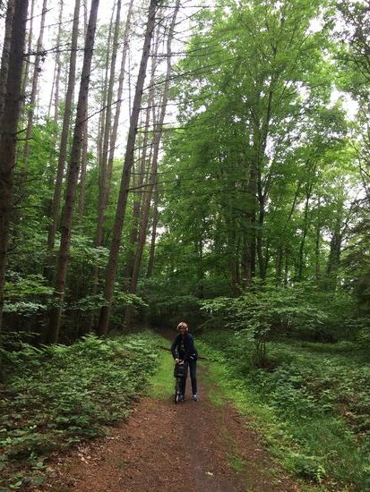 Mitten im Wald...