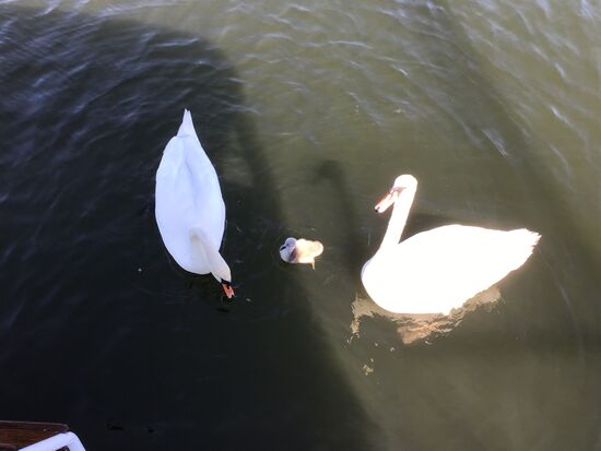 Schwanfamilie besucht uns zum Frühstück