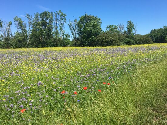 Blühende Wiesen am Wegesrand