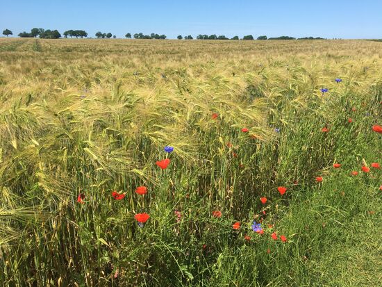 Grosse Felder mit Mohn- und Kornblumen am Rand
