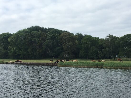 Öhe-Rinder leben friedlich auf der Insel Öhe (Bio)