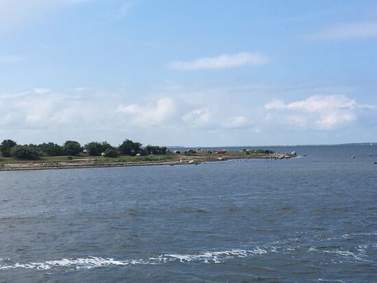 Letzter Blick auf Öhe mit Rindern