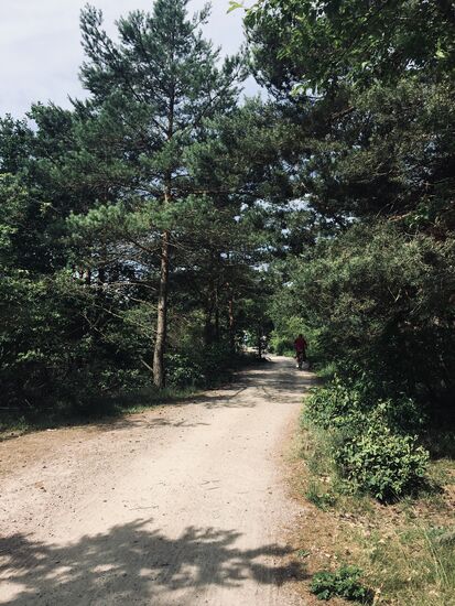 Radweg kruz vor Prerow durch den Wald