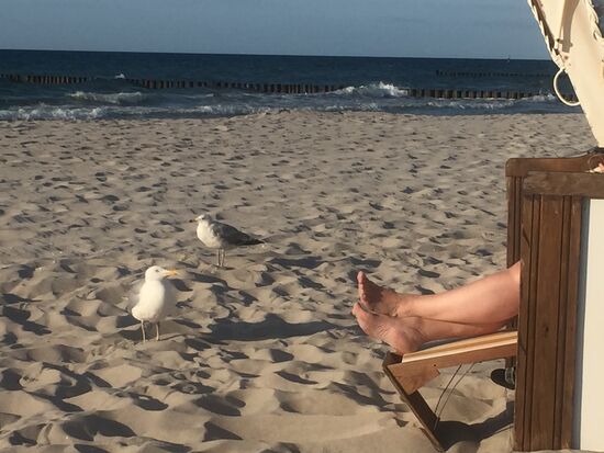 Grosse furchtlose Möwen