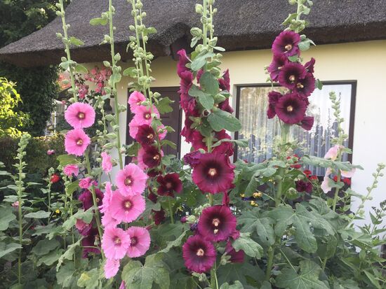 Wunderschöne Blumen im Vorgarten