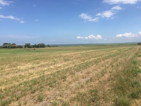 Auf dem Foto sieht man das leider nicht so gut: der Bodden ist genauso grün/braun wie die Wiese