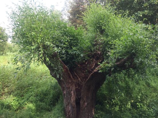Dieser Baum ist innen vollkommen ausgehöhlt, aber er wächst weiter und in seinem Inneren haben sich viele andere Pflanzen angesiedelt