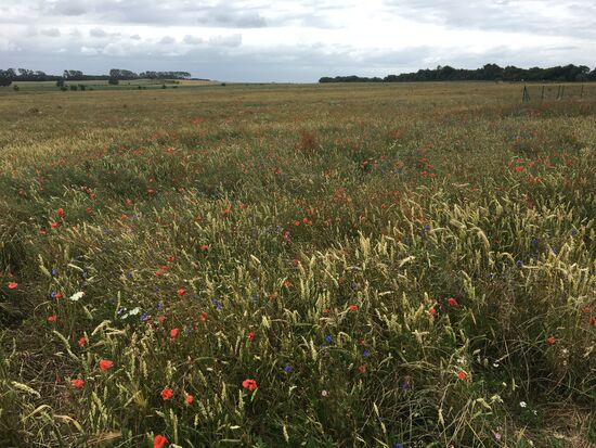 Immer wieder diese weite Blick über Mohn-/Kornblumenfelder, die man bei uns so gut wie gar nicht mehr sieht.