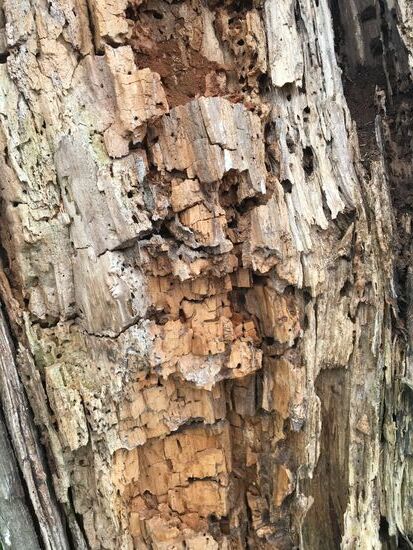 So sieht ein toter Baum innen aus: alles zerfressen und durchlöchert Von Schädlingen