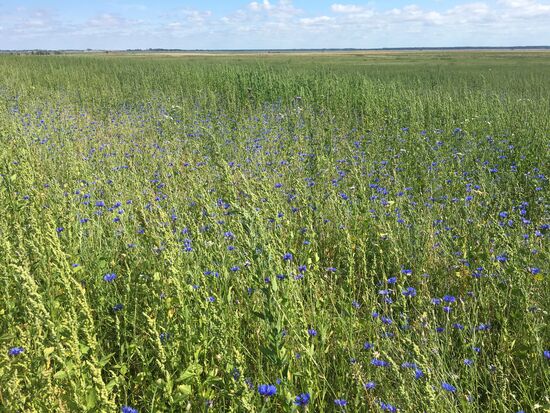 Weite Wiesen oder Felder? Wir rätseln was für wen dort an Grünfutter angebaut wird.