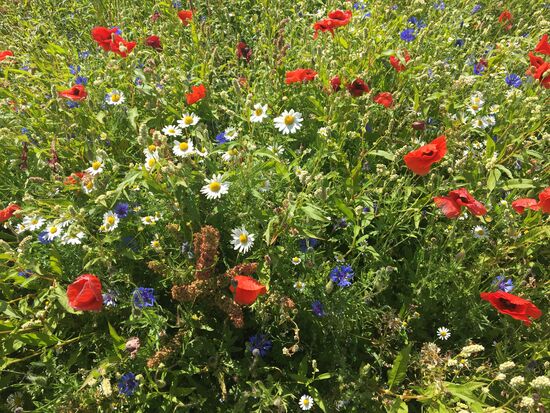 Blumen, die man bei uns nur noch selten sieht in dieser Fülle