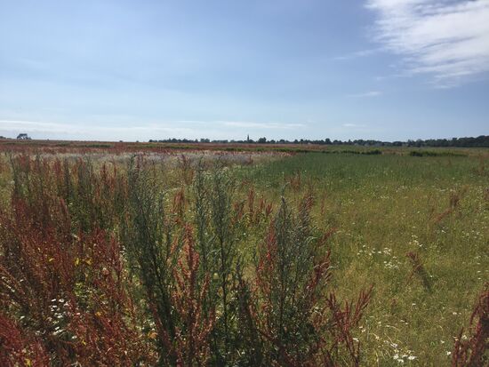 Blick nach Wustrow über bunte Wiesen und Felder - auch wieder das Rätseln, um was es sich bei dem Kraut handelt. Die Anschaffung des Kosmosratgebers  ‚Was blüht denn da‘ wird immer dringender.