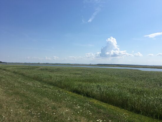 ....rechts der Bodden