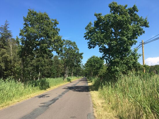Radweg durch den Osterwald.... Naturschutzgebiet