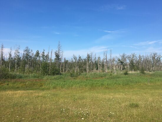 Solche toten Bäume sehen wir immer mal wieder und können und nicht erklären, was dort passiert ist ???