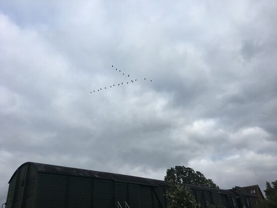 Nils Holgersson kommt einem in den Sinn