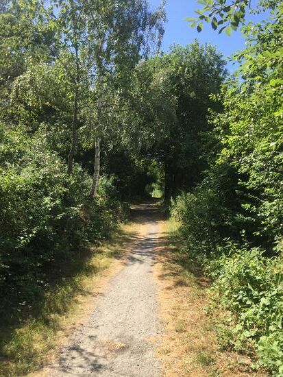 Schöner Weg durch den Wald