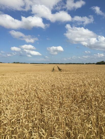 Auch hier wieder grosse Felder