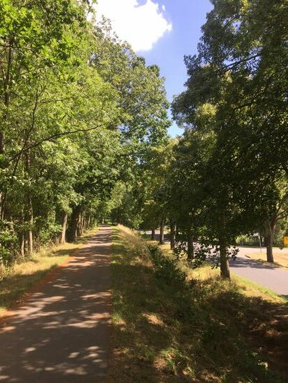 Schöner Radweg in einer Allee