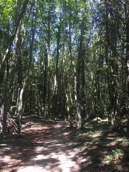 Schattiger Weg durch den Wald