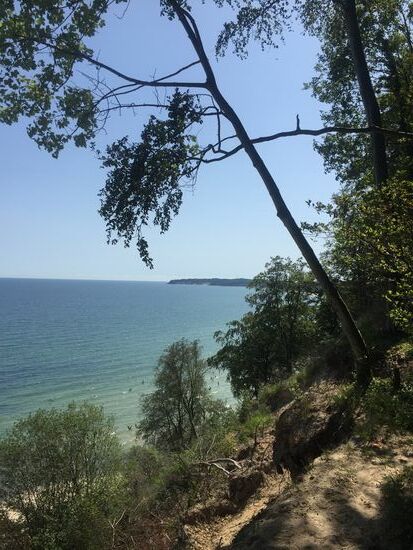 Die Bäume fallen einer nach dem anderen herunter