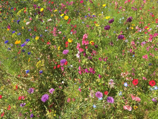 Immer wieder schöne Blumenwiesen