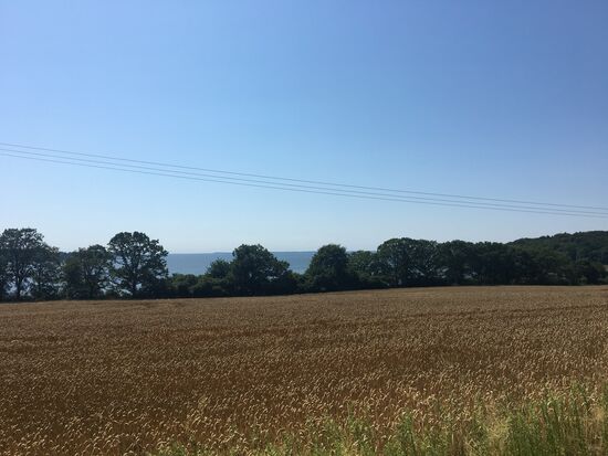 Weizenfelder direkt am Bodden