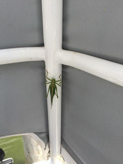 Besuch (landete in meinem Nacken und ich hab ihn auf den Boden gewischt)