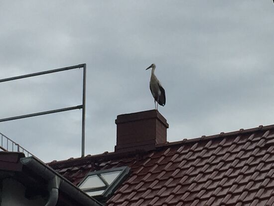 Adebar gibts hier auch noch