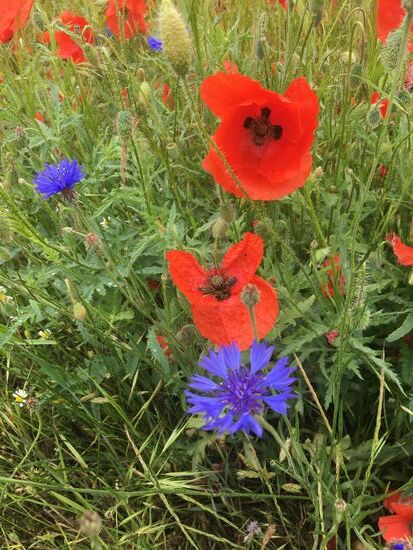 Mohn und Kornblumen am Wegesrand