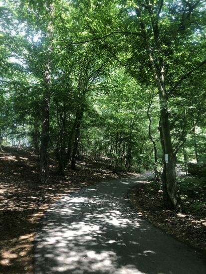 Herrlicher Weg durch den Wald