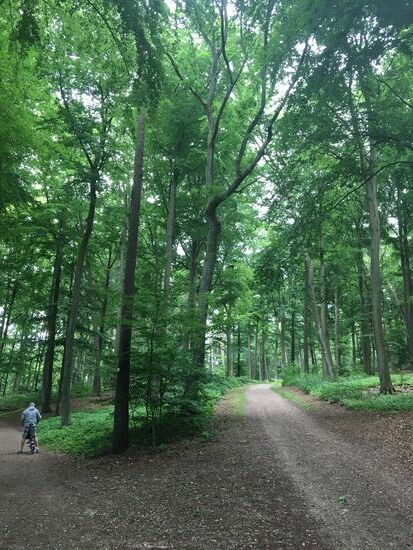 Herrlicher Wald und wunderbare Wege