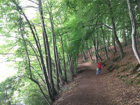 Weg direkt am See unter dem Blätterdach