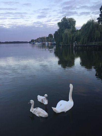 Schwäne mit Trauerweide, eine Komposition...