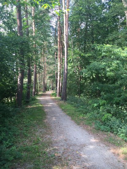 Schöner Radweg durch den Wald