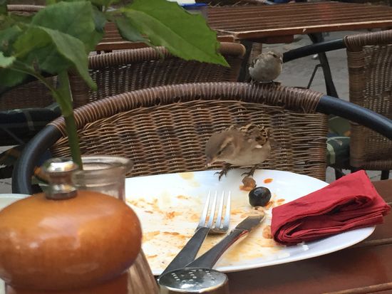 Spatzen schmeckt es auch