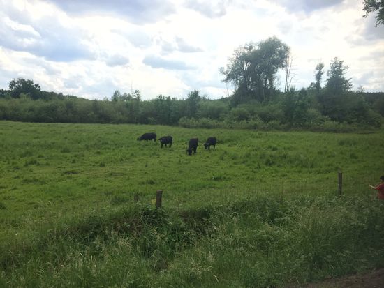 Die Wasserbüffl sorgen dafür, dass nicht alles zuwächst