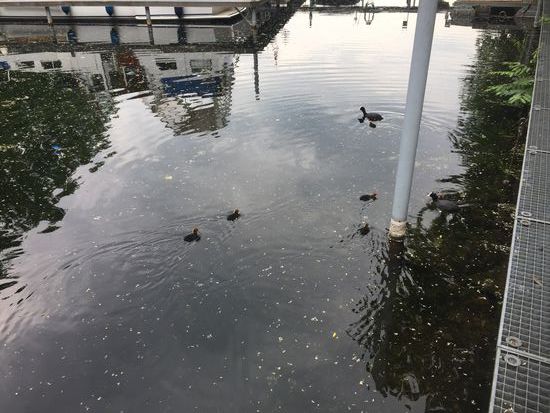 Kleine Enten sind auch schon da
