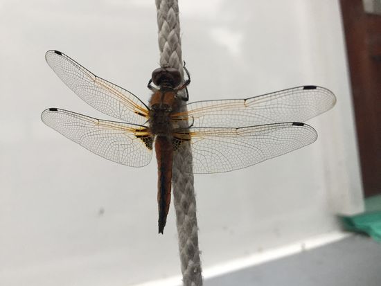 Ein Gast am Fenderseil