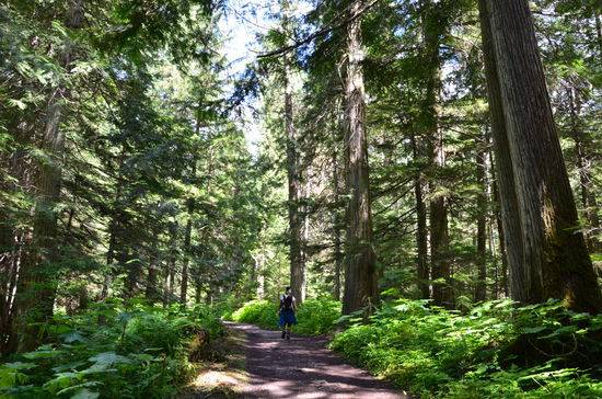 durch Wälder mit Riesen von Bäumen