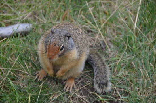direkt vor unserem Camper hat das kleine Nagetier hier sein Haus, Elisa findets super und sucht es immer in seinem Loch 