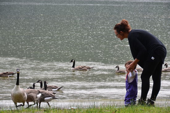 Gänse im Regen. Elisa ist fast ausgeflippt.