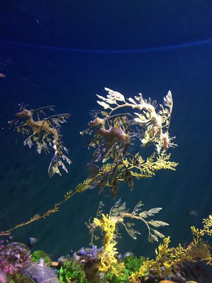 und wieviele Seepferdchen könnt ihr sehen?