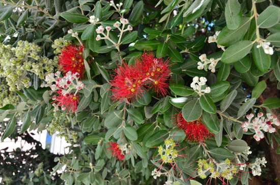 Es blüht an allen Ecken