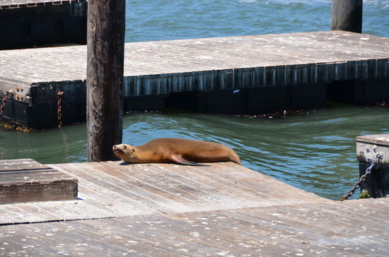 Normalerweise drängen sich am Pier 39 die Seehunde aneinander. Heute aber nur ein einzelner Platzhalter, da der Rest gerade in Mexico beim kinderkriegen ist