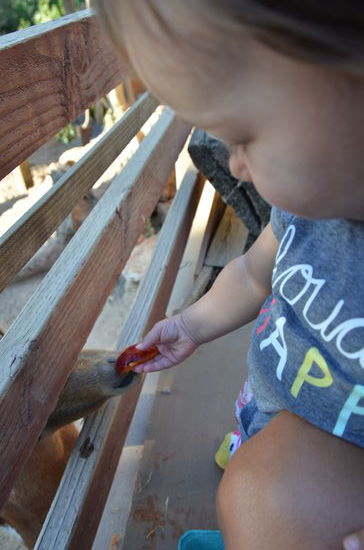 beim Ziegen füttern