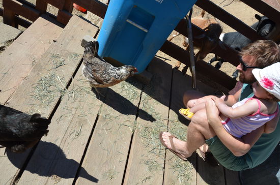 die schwarze Henne hat uns auch ab und zu auf unserer Terasse besucht