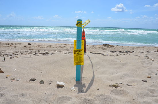 Schildkröten Gelege